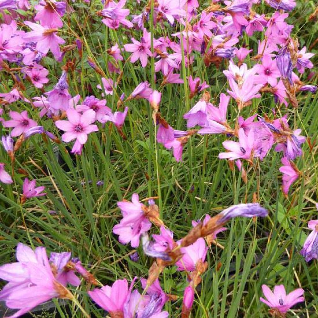 Canne à pêche des anges - Dierama trichorhizum