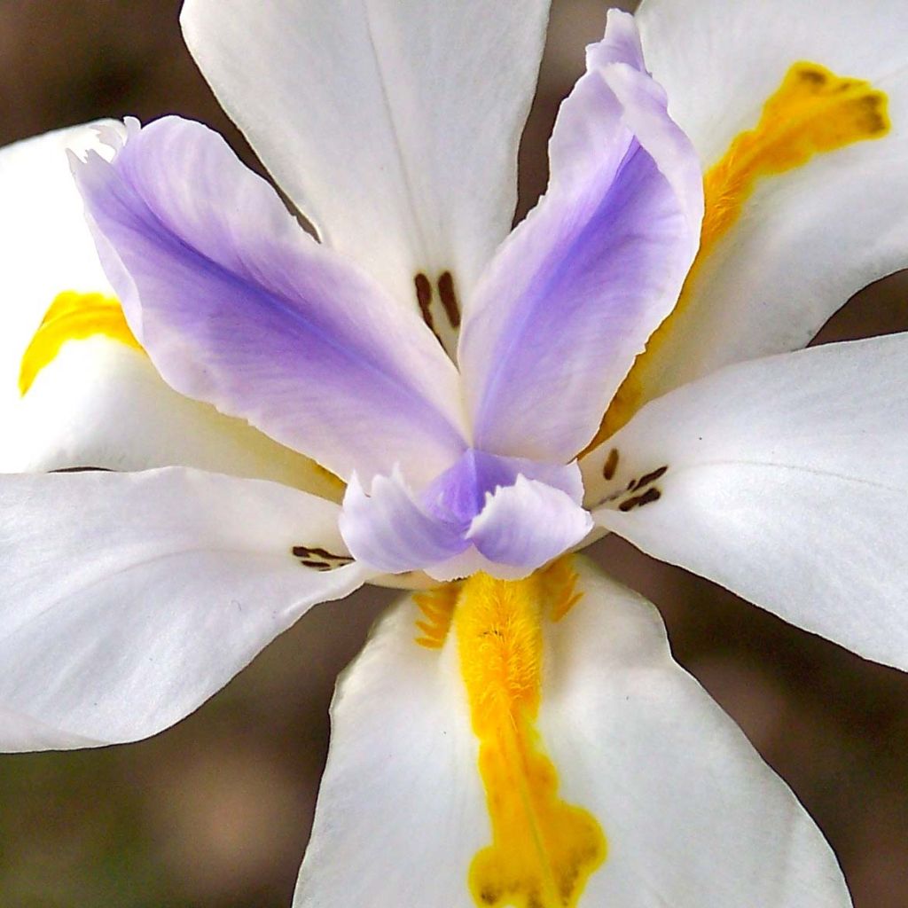 Iris des Fées - Dietes Grandiflora
