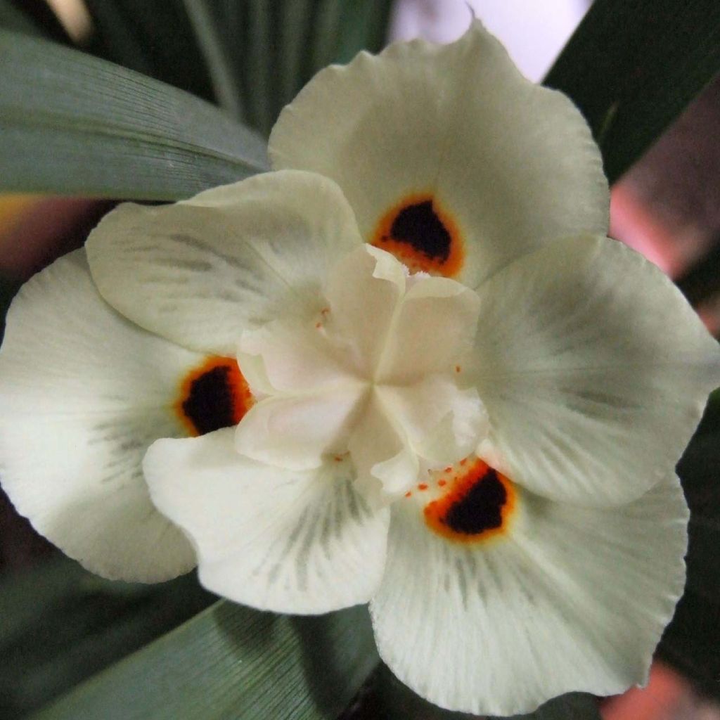 Dietes bicolor - Iris espagnol