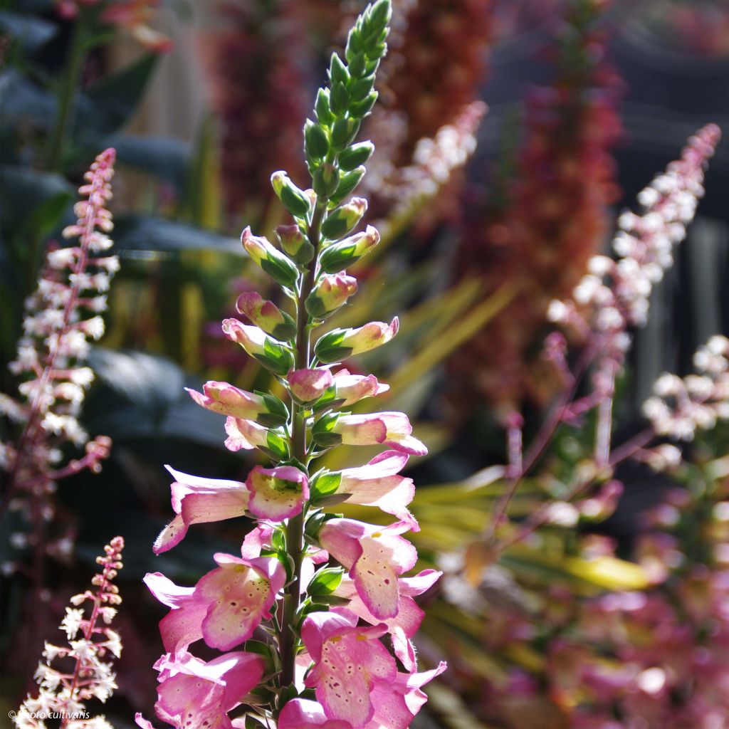 Digiplexis Berry Canary - Digitalis hybride