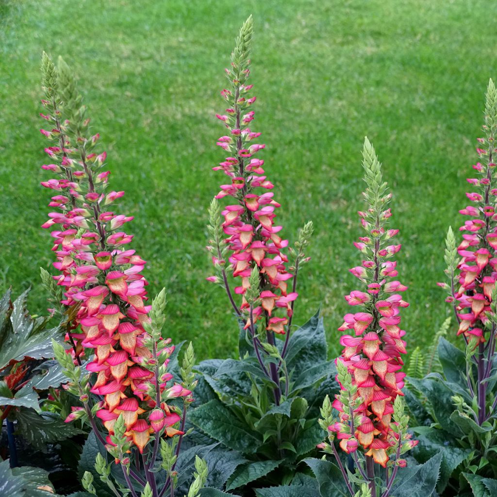 Digiplexis Illumination Flame - Digitalis hybride