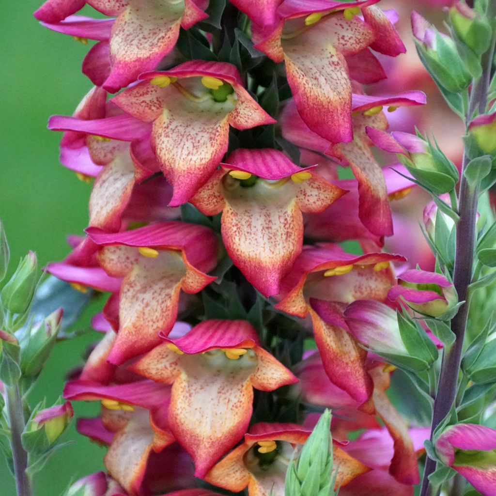 Digiplexis Illumination Flame - Digitalis hybride