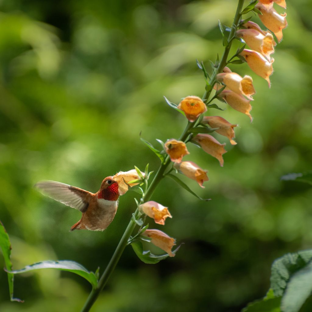 Digitale - Digitalis hybride Goldcrest