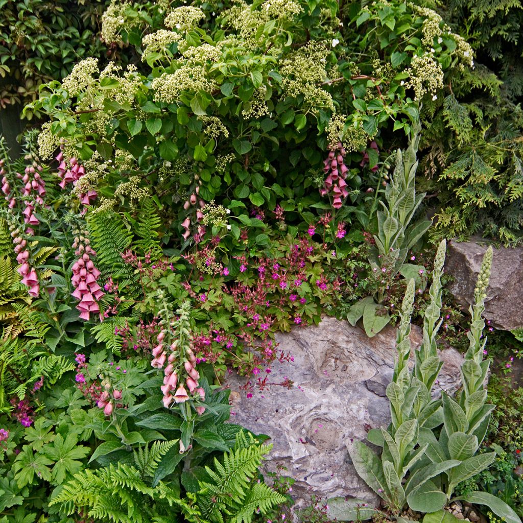 Digitale, Digitalis mertonensis