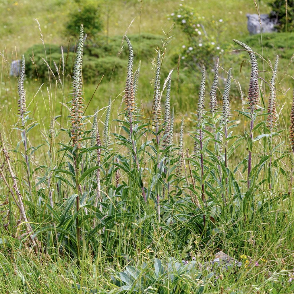 Digitale - Digitalis parviflora