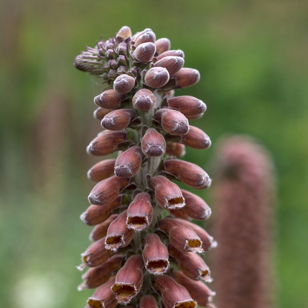 Digitale - Digitalis parviflora