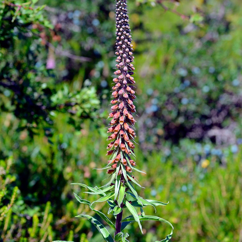 Digitale - Digitalis parviflora