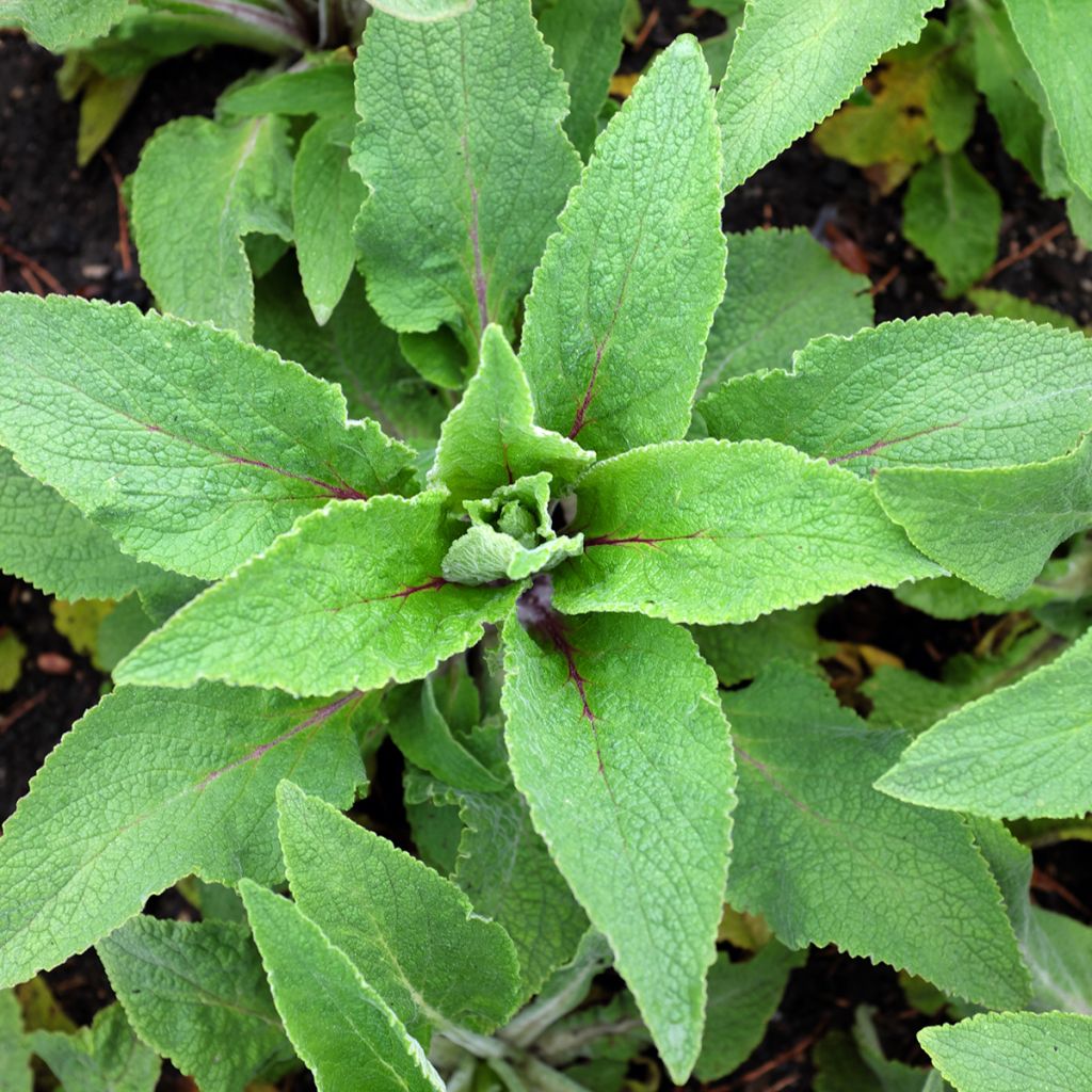 Digitale - Digitalis purpurea Monstrosa 