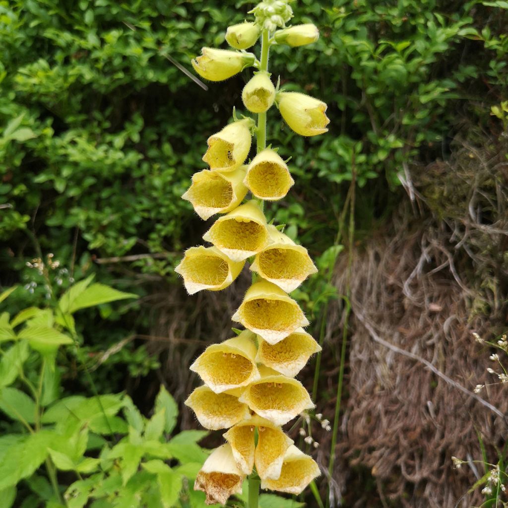 Digitale à grandes fleurs - Digitalis grandiflora