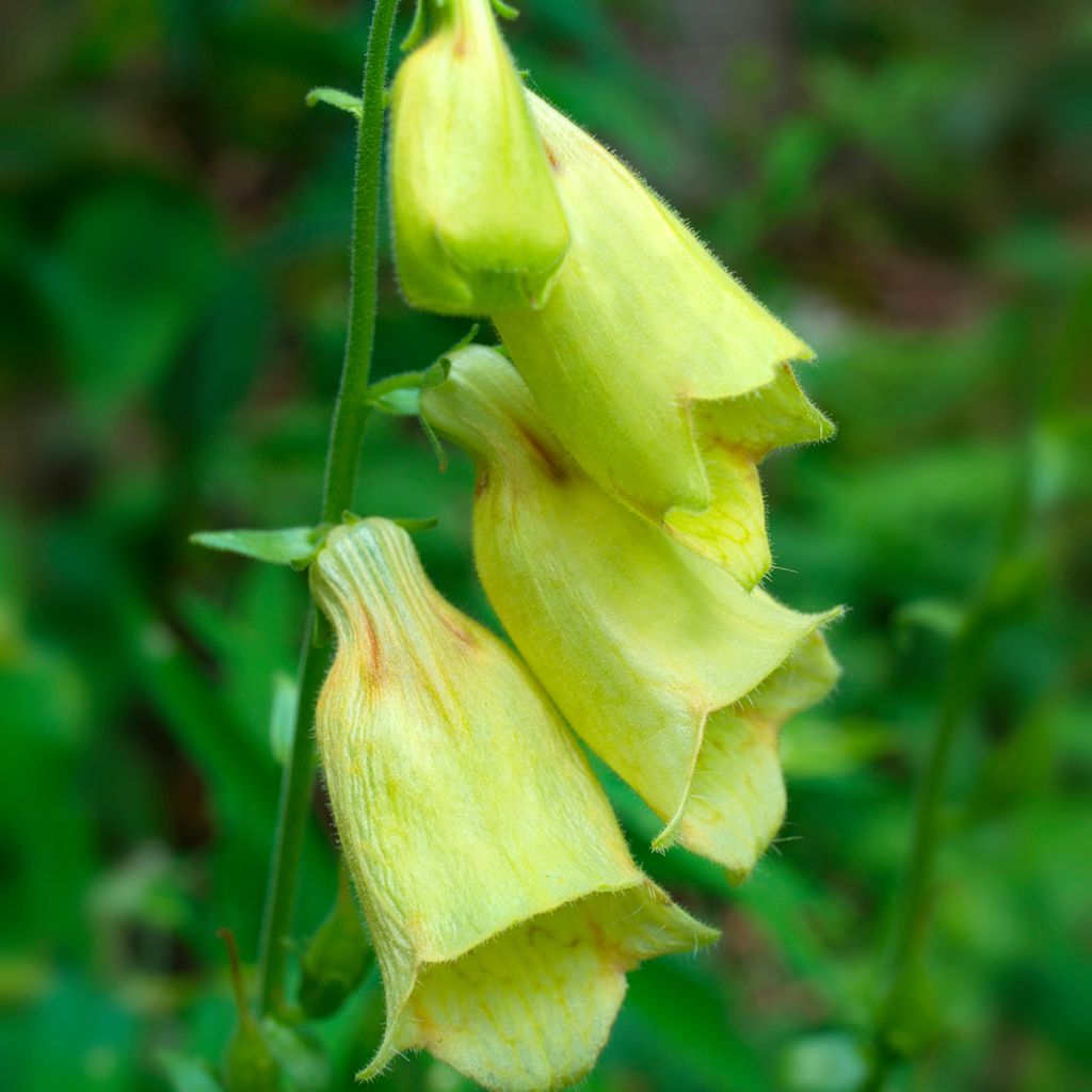 Digitale à grandes fleurs - Digitalis grandiflora