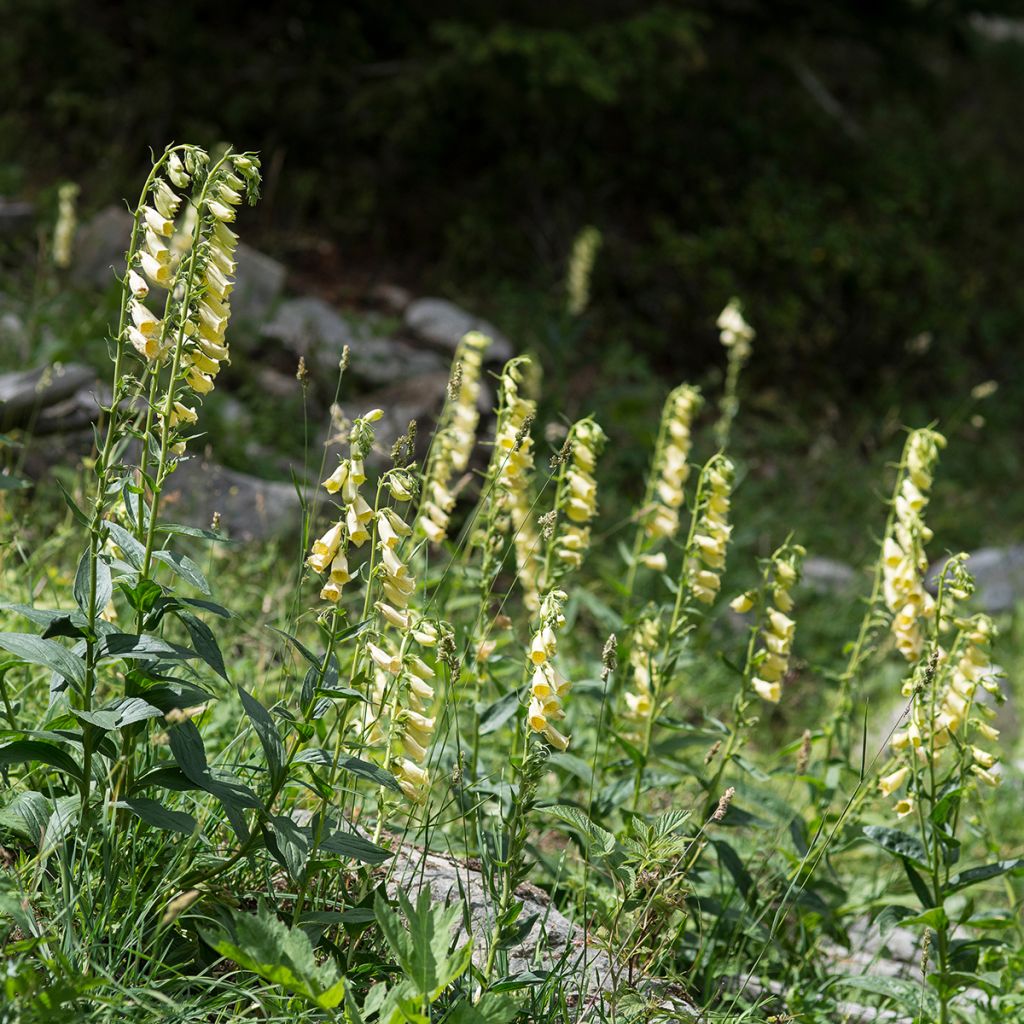 Digitale à grandes fleurs - Digitalis grandiflora