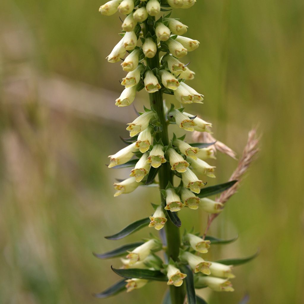 Digitale jaune - Digitalis lutea