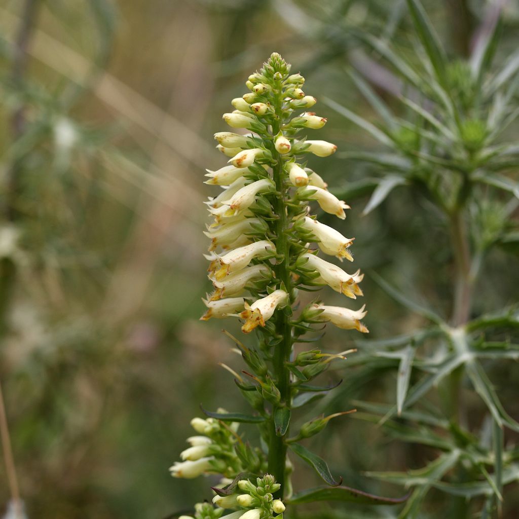 Digitale jaune - Digitalis lutea