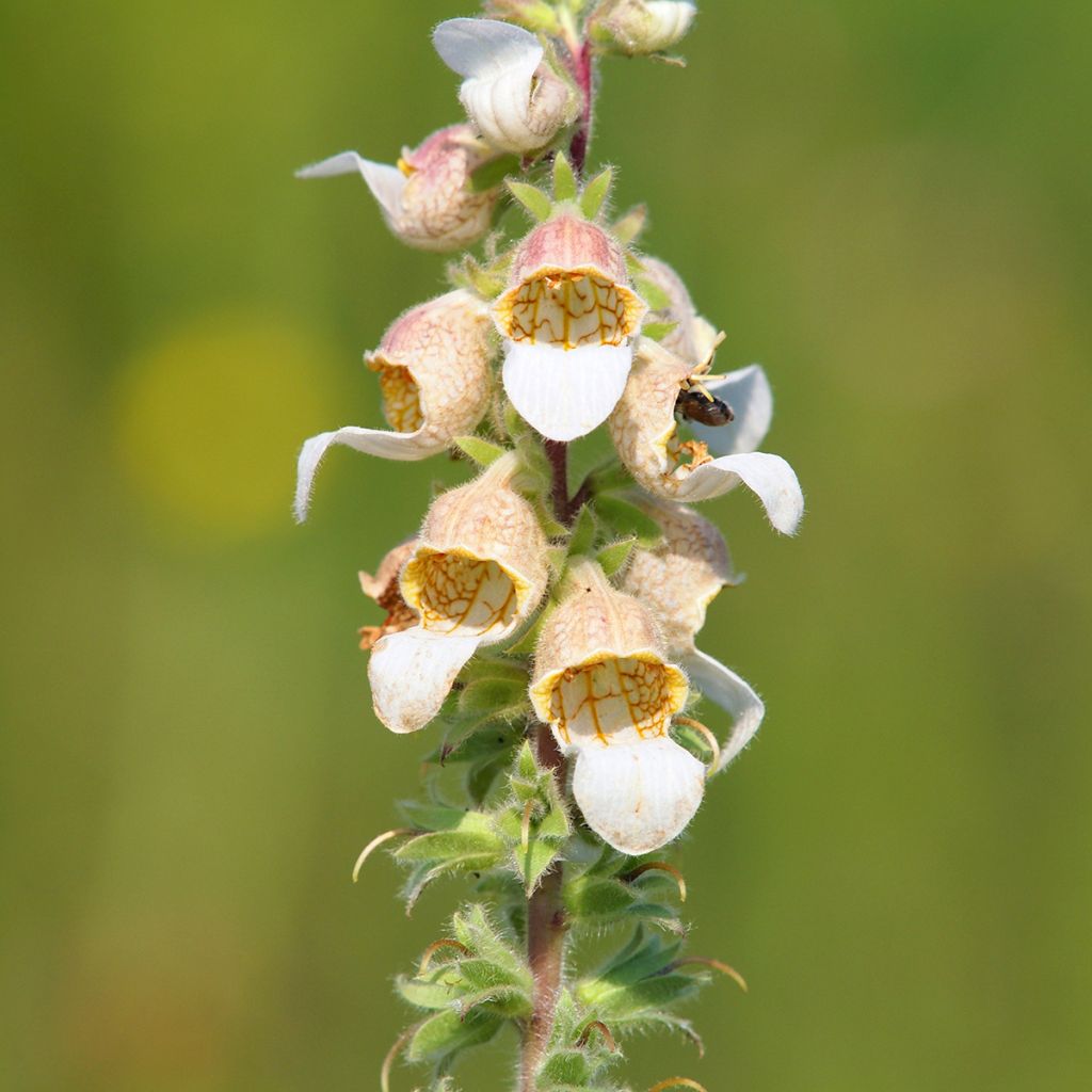 Digitale laineuse Café Crème - Digitalis lanata