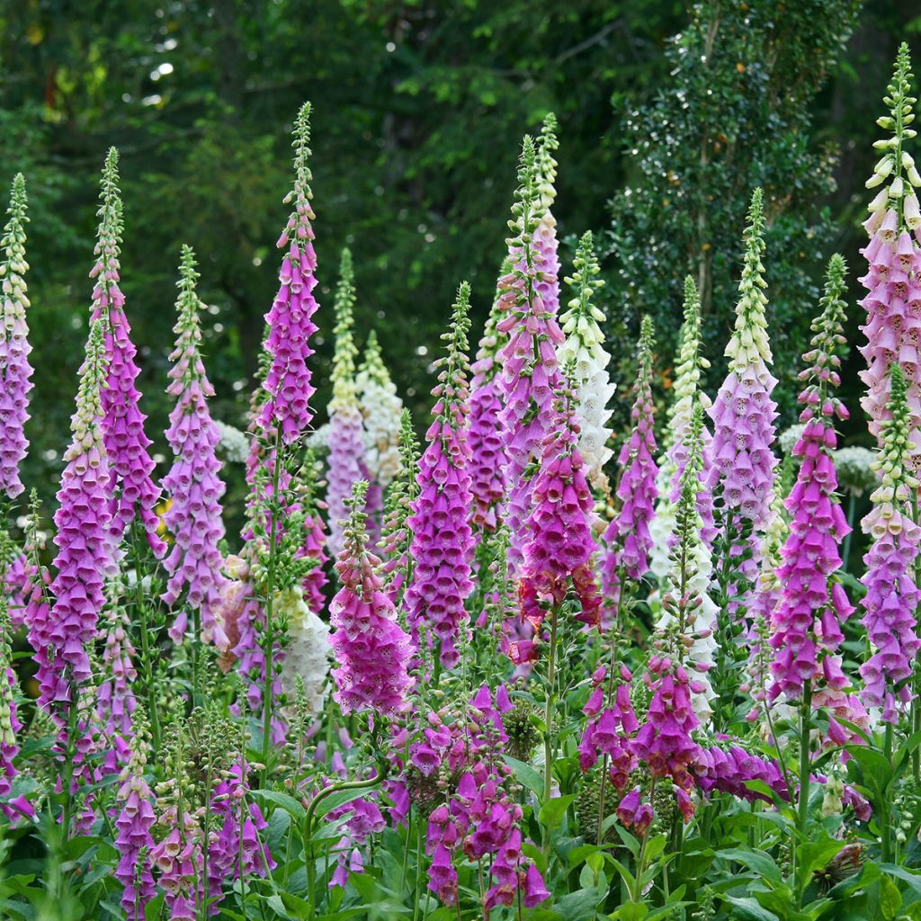 Digitale purpurea - Gant de notre-dame