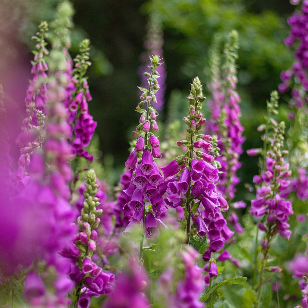 Digitale purpurea - Gant de notre-dame