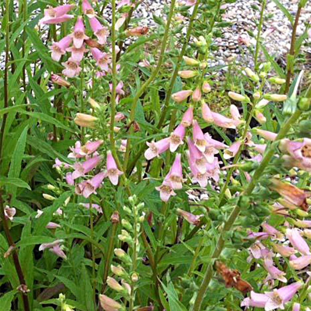 Digitalis Glory of Roundway - Digitale