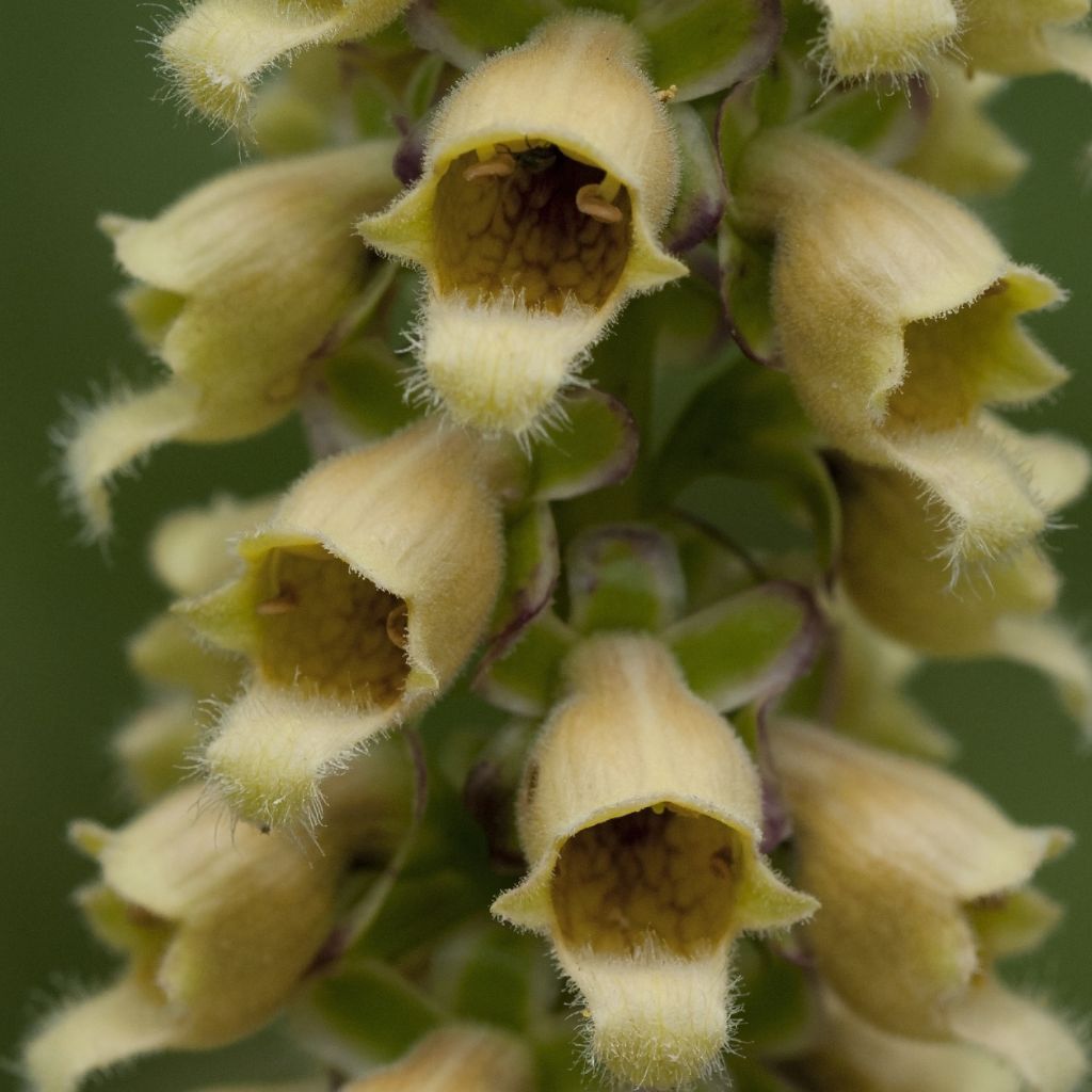 Digitale ferrugineuse - Digitalis ferruginea Gigantea