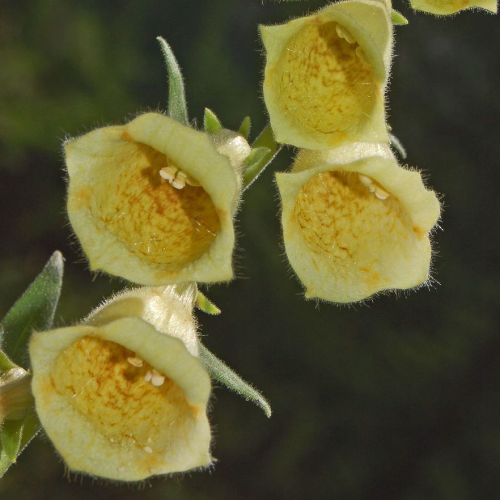 Digitale à grandes fleurs jaune pâle - Digitalis grandiflora