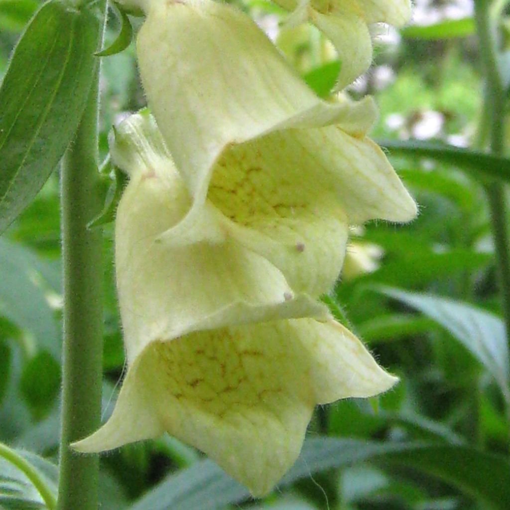 Digitale à grandes fleurs jaune pâle - Digitalis grandiflora