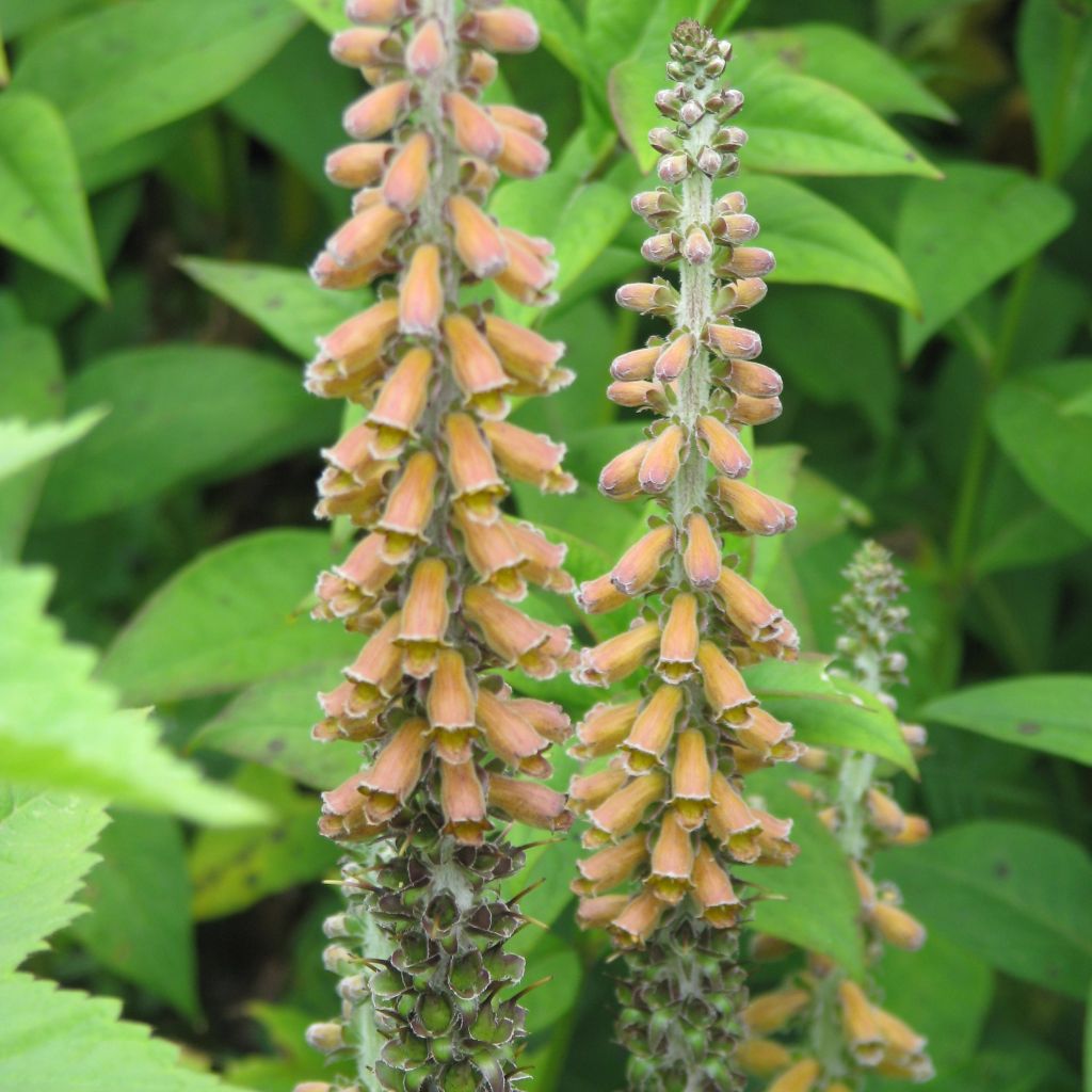 Digitale, Digitalis parviflora