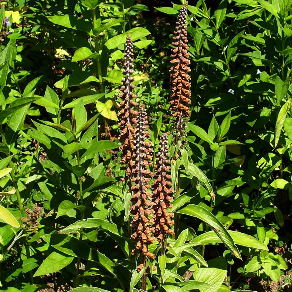 Digitale, Digitalis parviflora