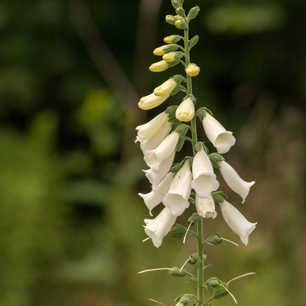 Digitalis purpurea Alba - Digitale pourpre Blanche.