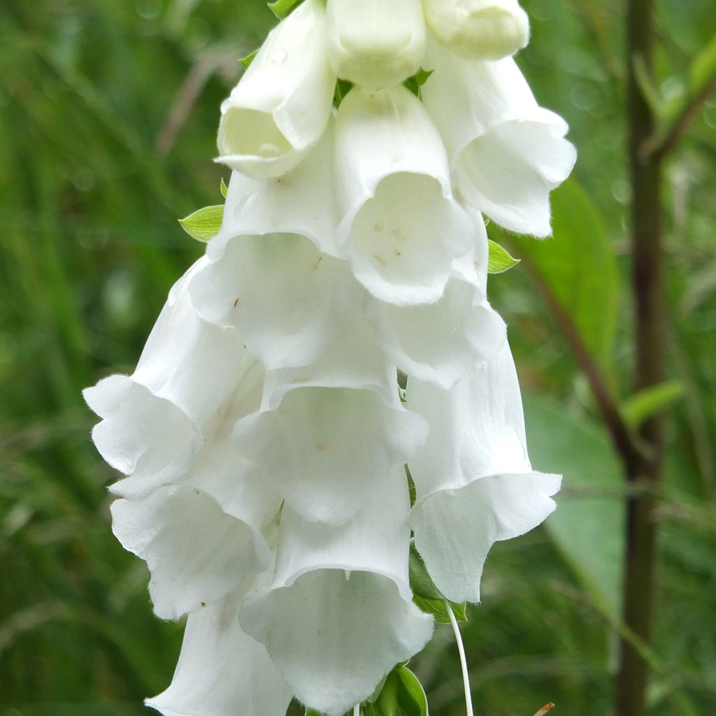 Digitalis purpurea Alba - Digitale pourpre Blanche.