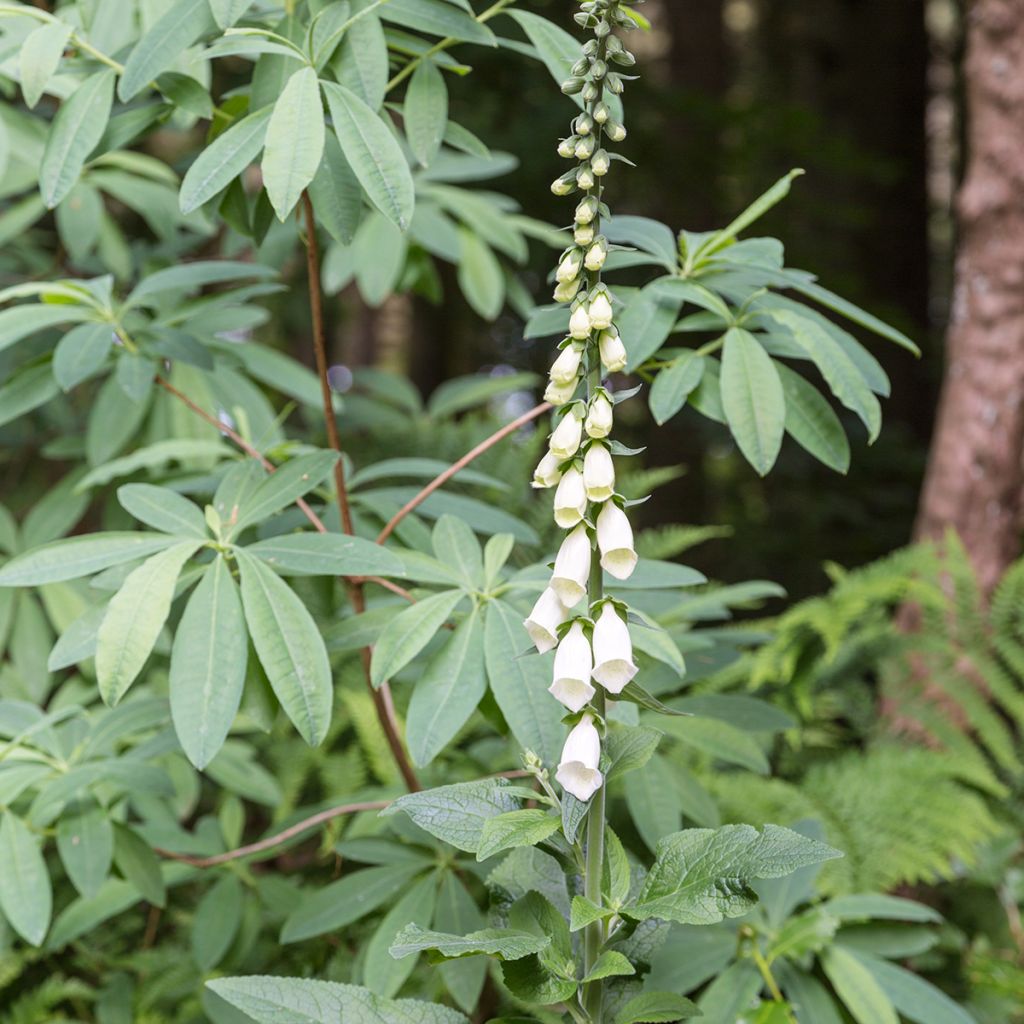 Digitalis purpurea Alba - Digitale pourpre Blanche.