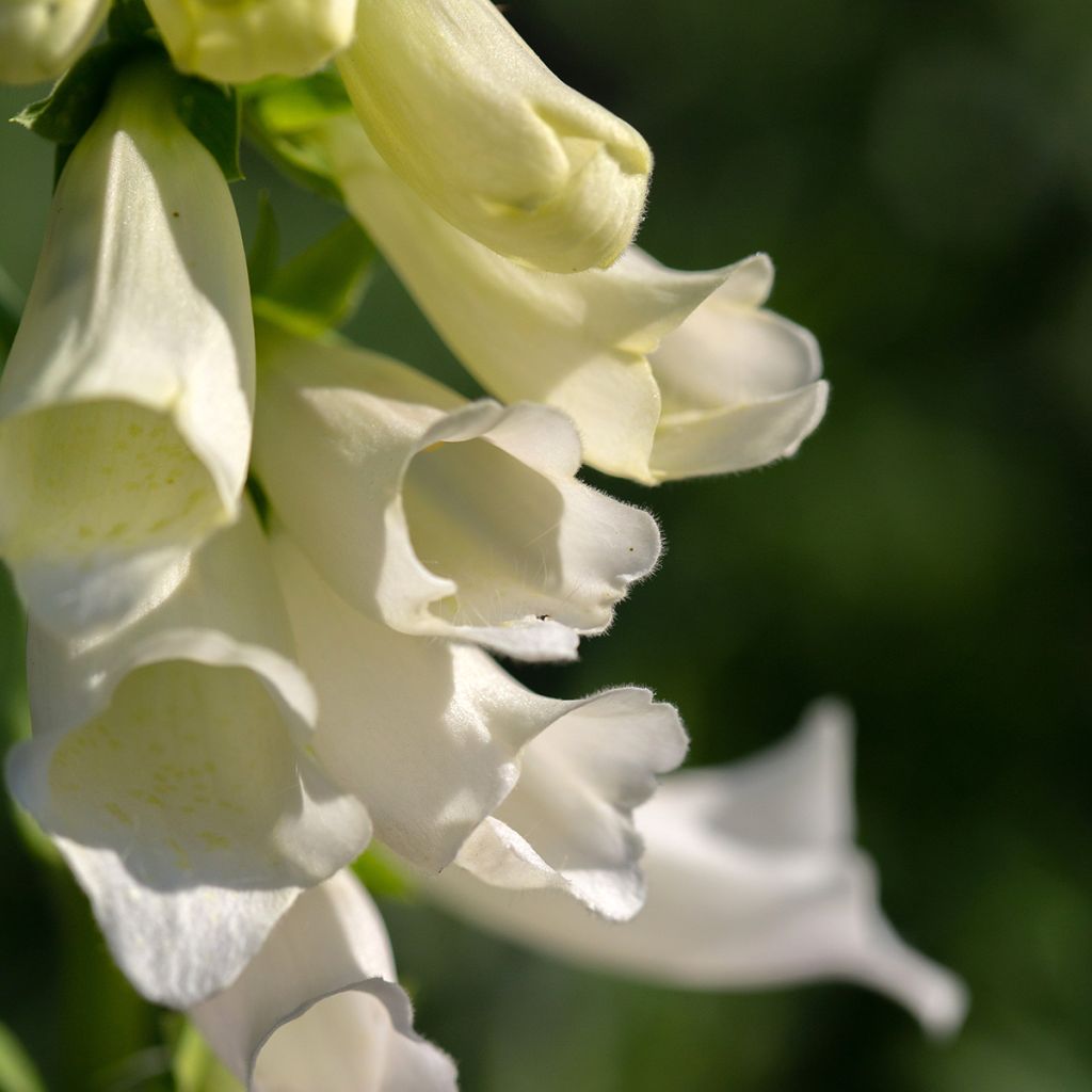 Digitalis purpurea Alba - Digitale pourpre Blanche.