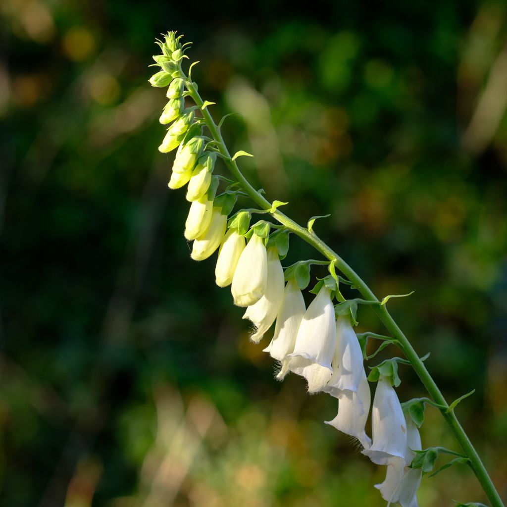 Digitalis purpurea Alba - Digitale pourpre Blanche.