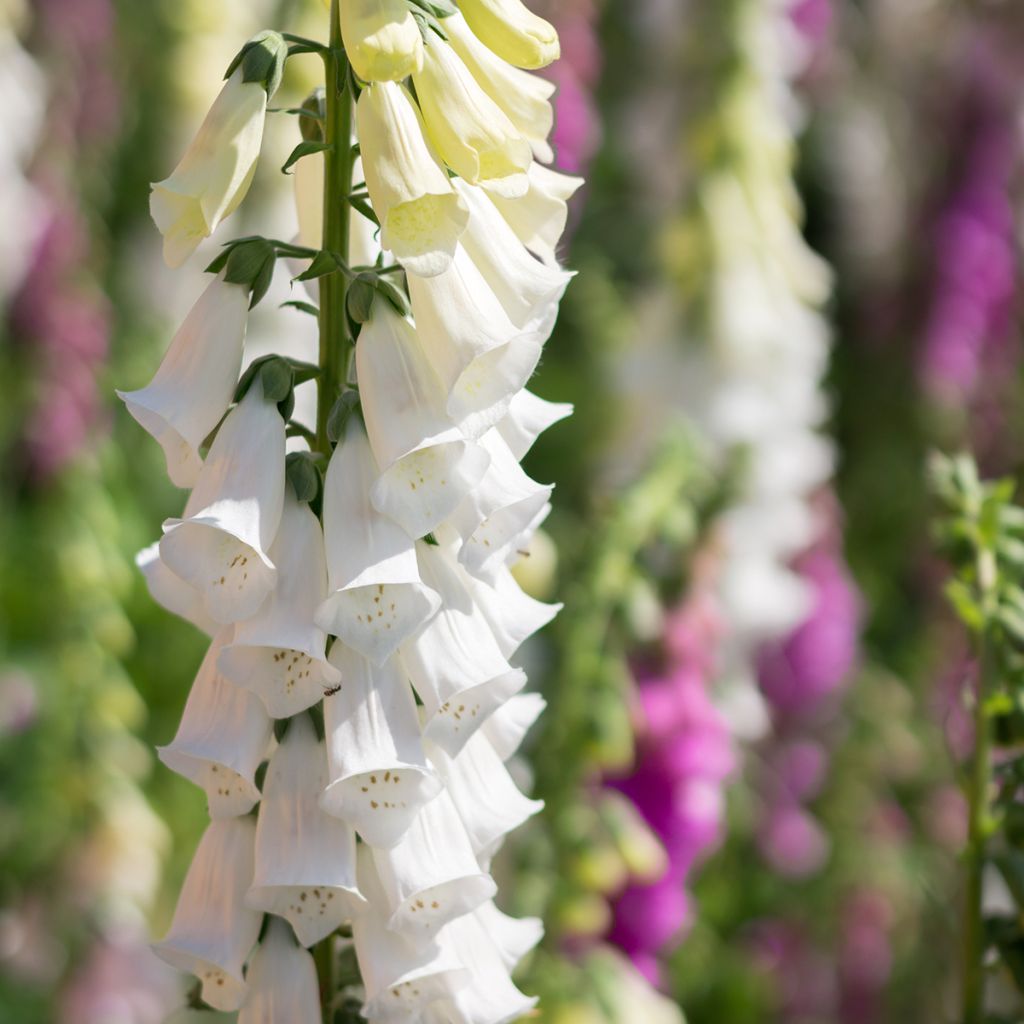 Digitalis purpurea Alba - Digitale pourpre Blanche.