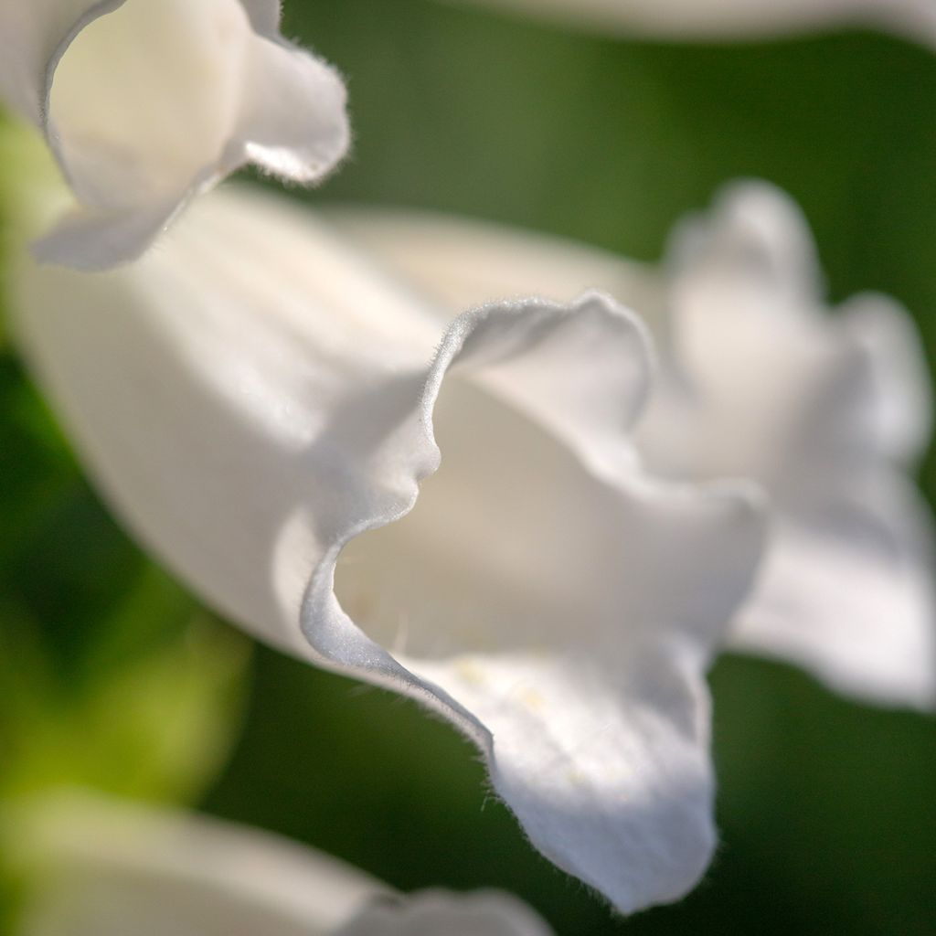 Digitalis purpurea Alba - Digitale pourpre Blanche.