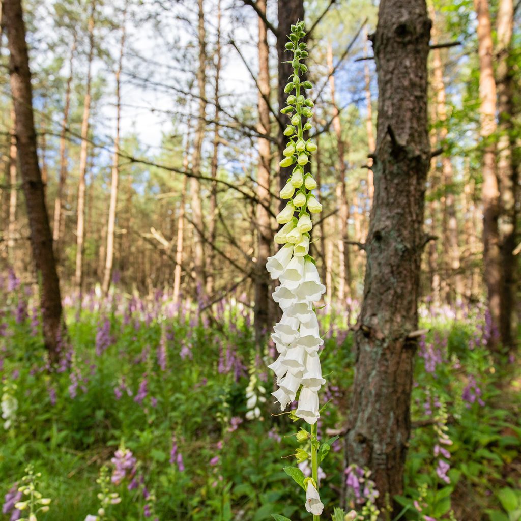 Digitalis purpurea Alba - Digitale pourpre Blanche.