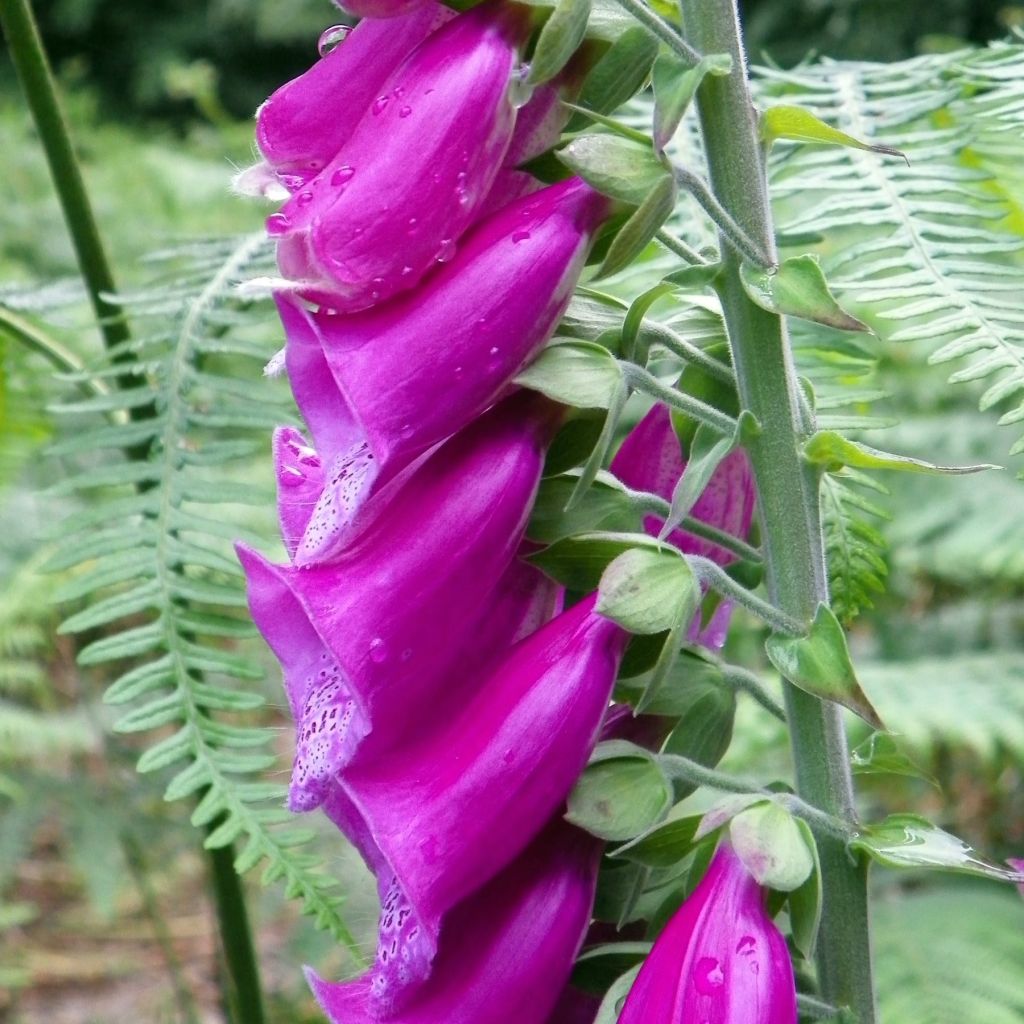 Digitale, Digitalis purpurea ssp. nevadensis