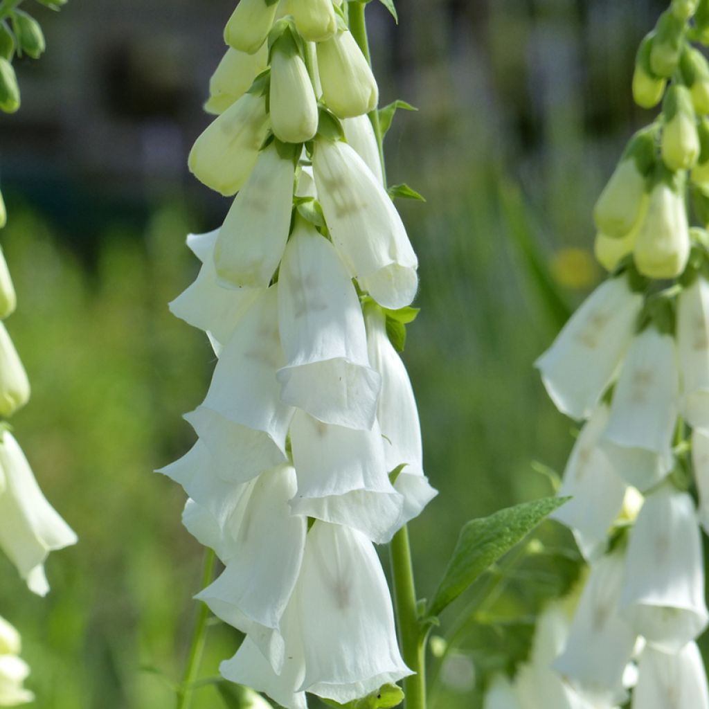 Graines de Digitale Alba - Digitalis purpurea f.albiflora