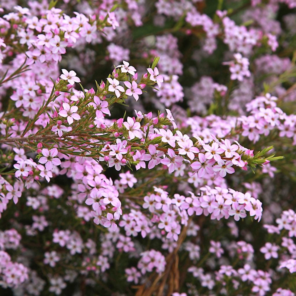 Diosma Pink Diamond