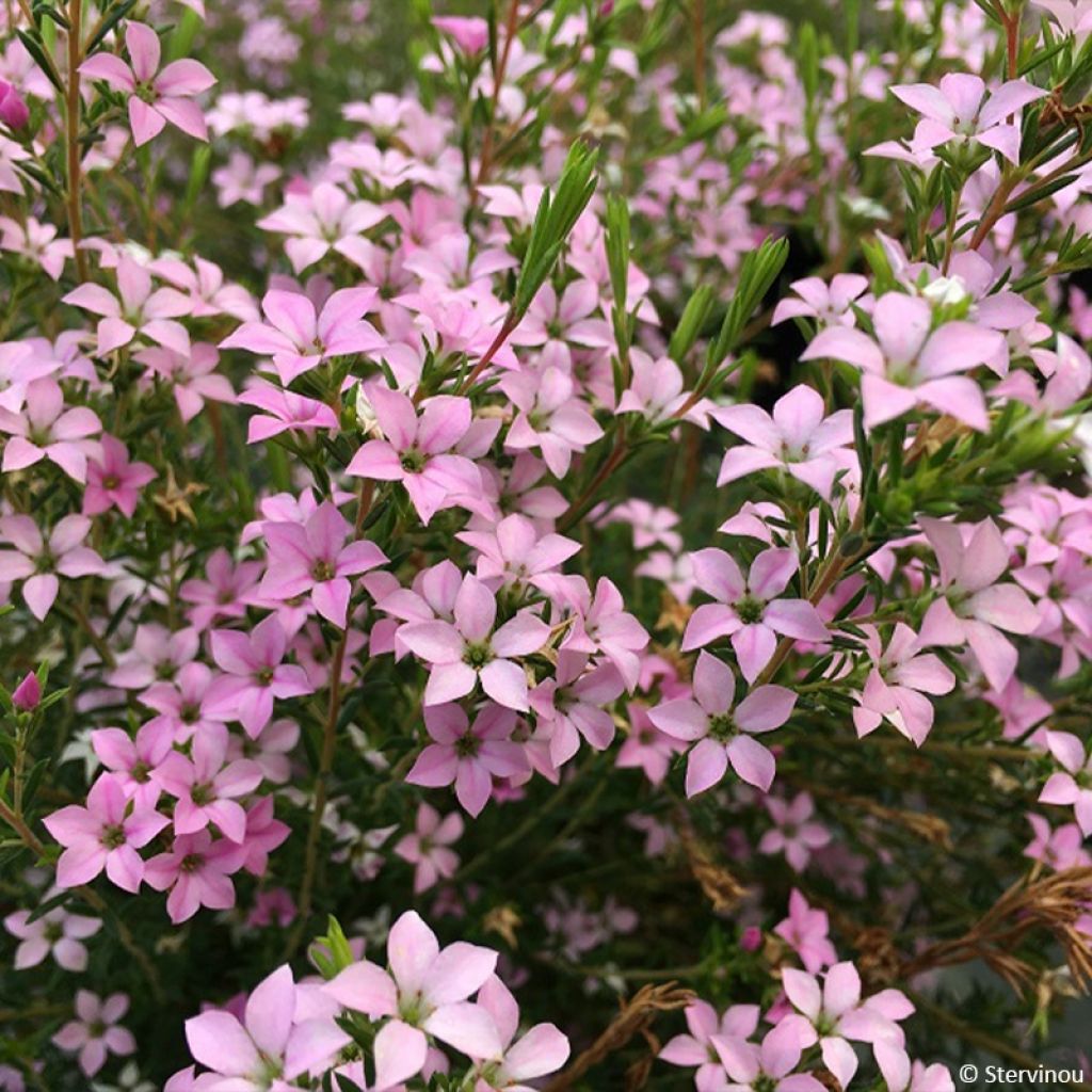 Diosma Pink Diamond