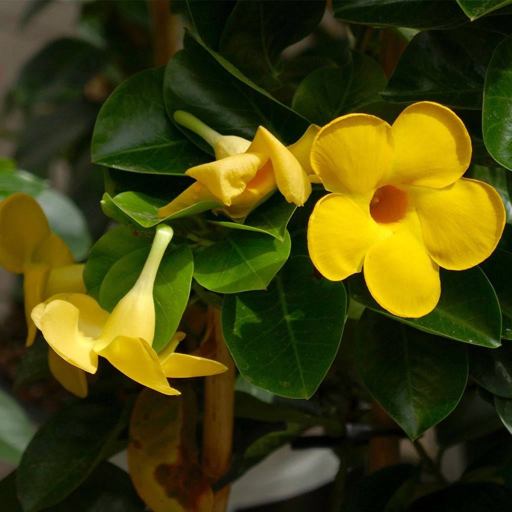 Dipladenia Diamantina Opale Citrine 2.0 - Mandevilla