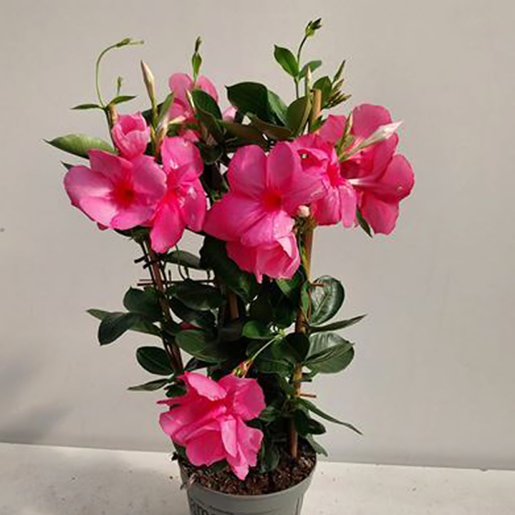 Dipladenia diamantina Agate mini Strawberry red - Mandevilla