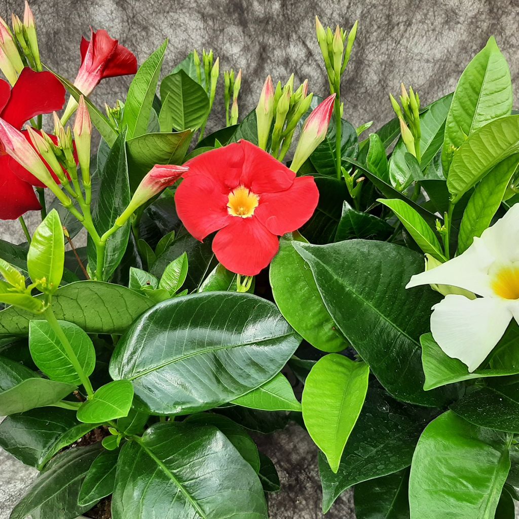 Dipladenia Diamantina Jade XXL Red - Mandevilla