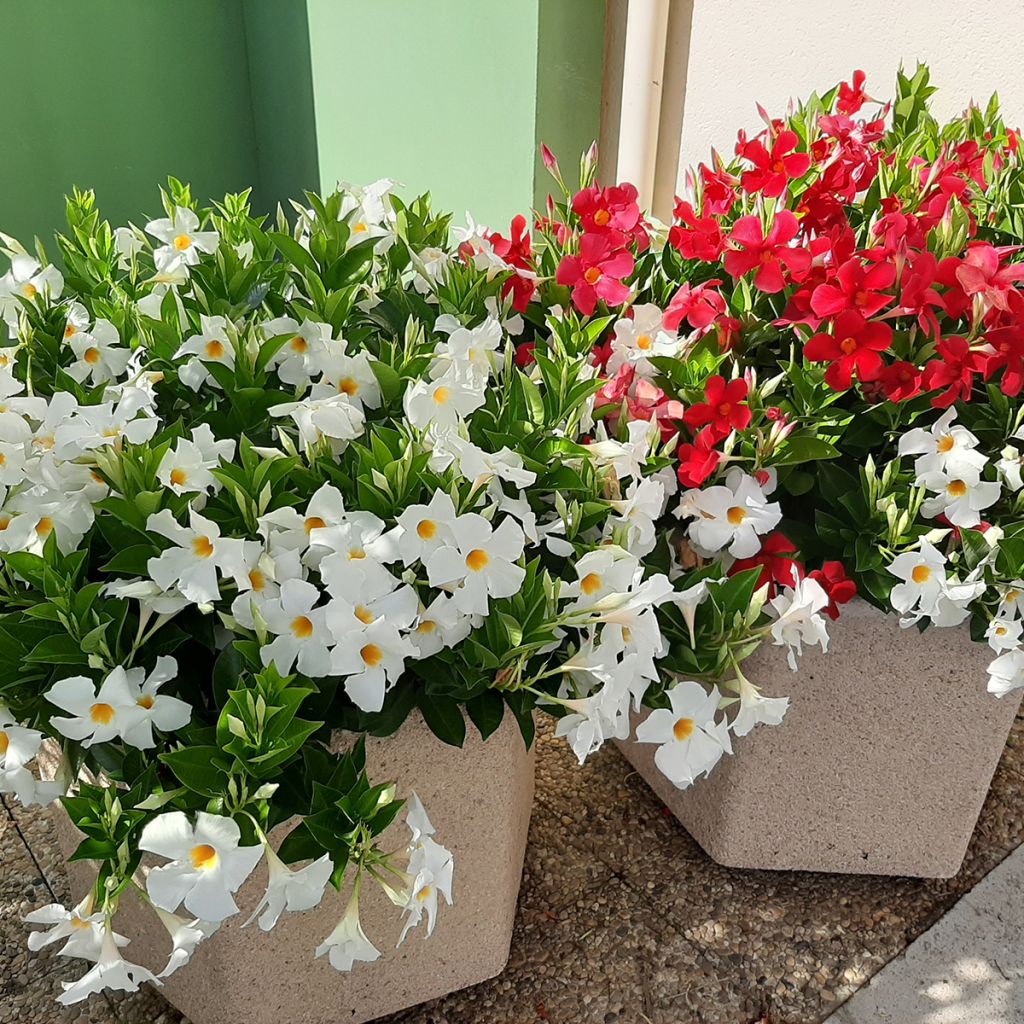 Dipladenia Diamantina Jade XXL Red - Mandevilla