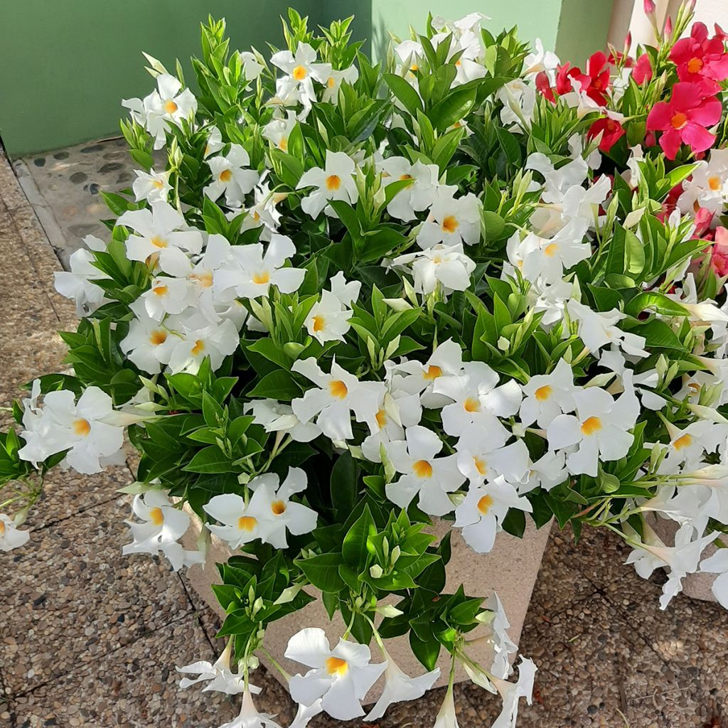 Dipladenia diamantina Jade XXL White - Mandevilla