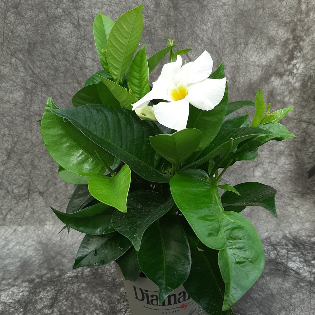 Dipladenia diamantina Jade XXL White - Mandevilla