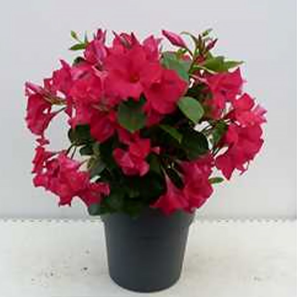 Dipladenia Diamantina Tourmaline fuchsia intense - Mandevilla