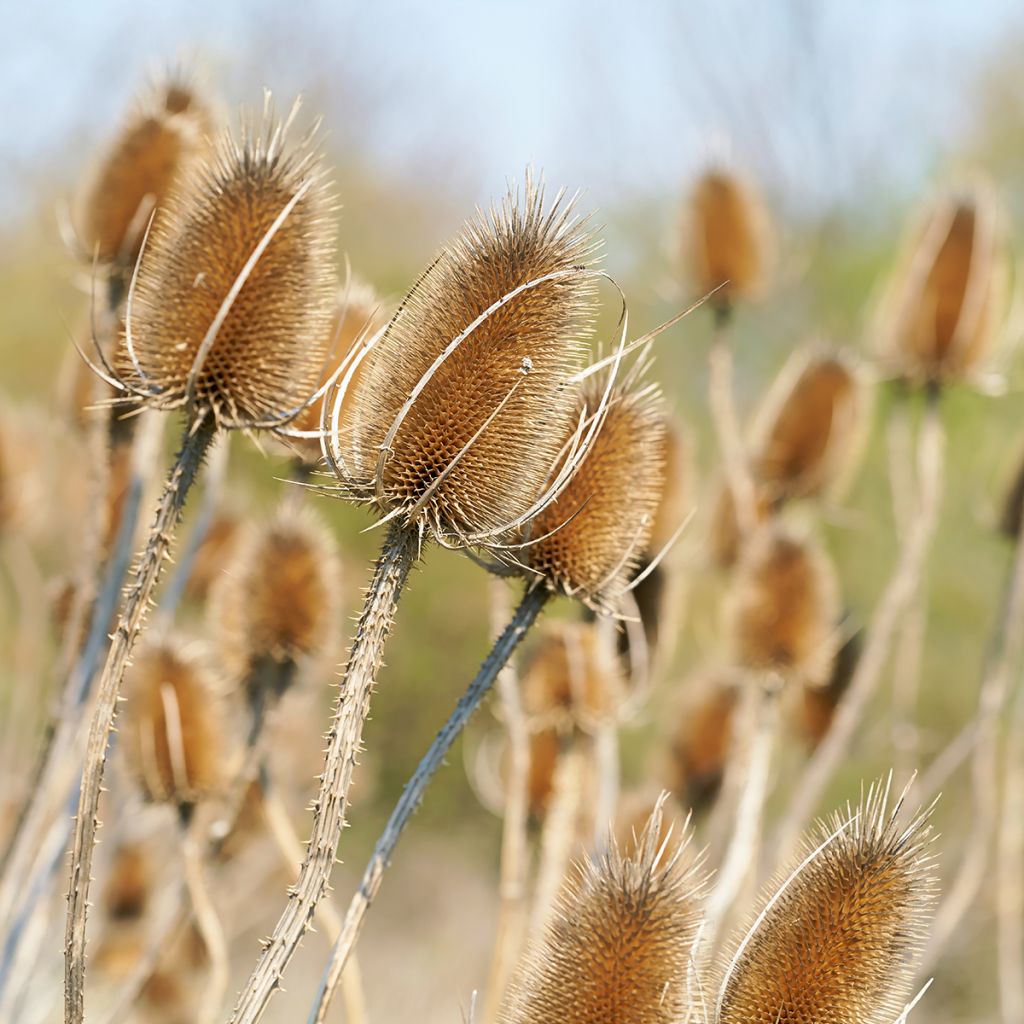 Dipsacus fullonum - Cardère sauvage - Cabaret des oiseaux