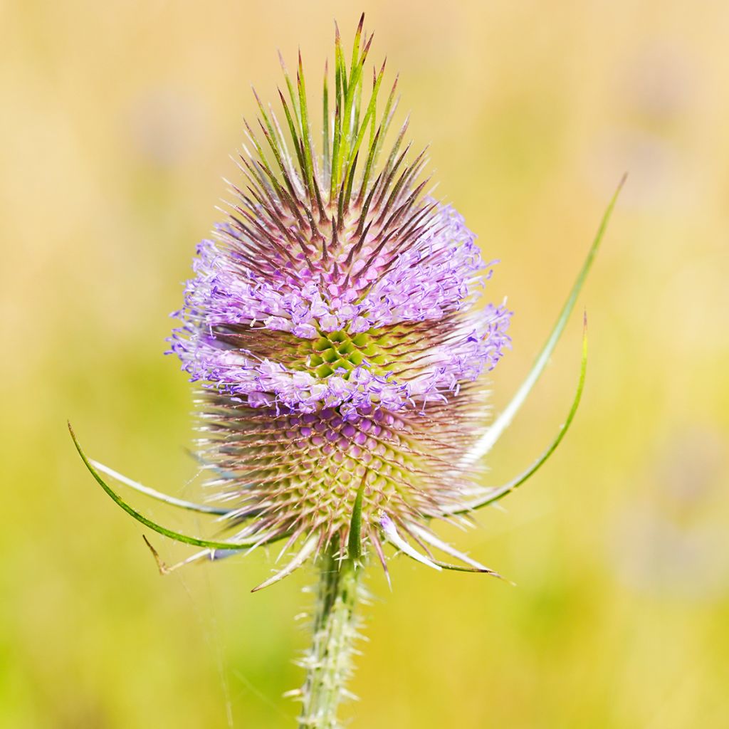 Dipsacus fullonum - Cardère sauvage - Cabaret des oiseaux