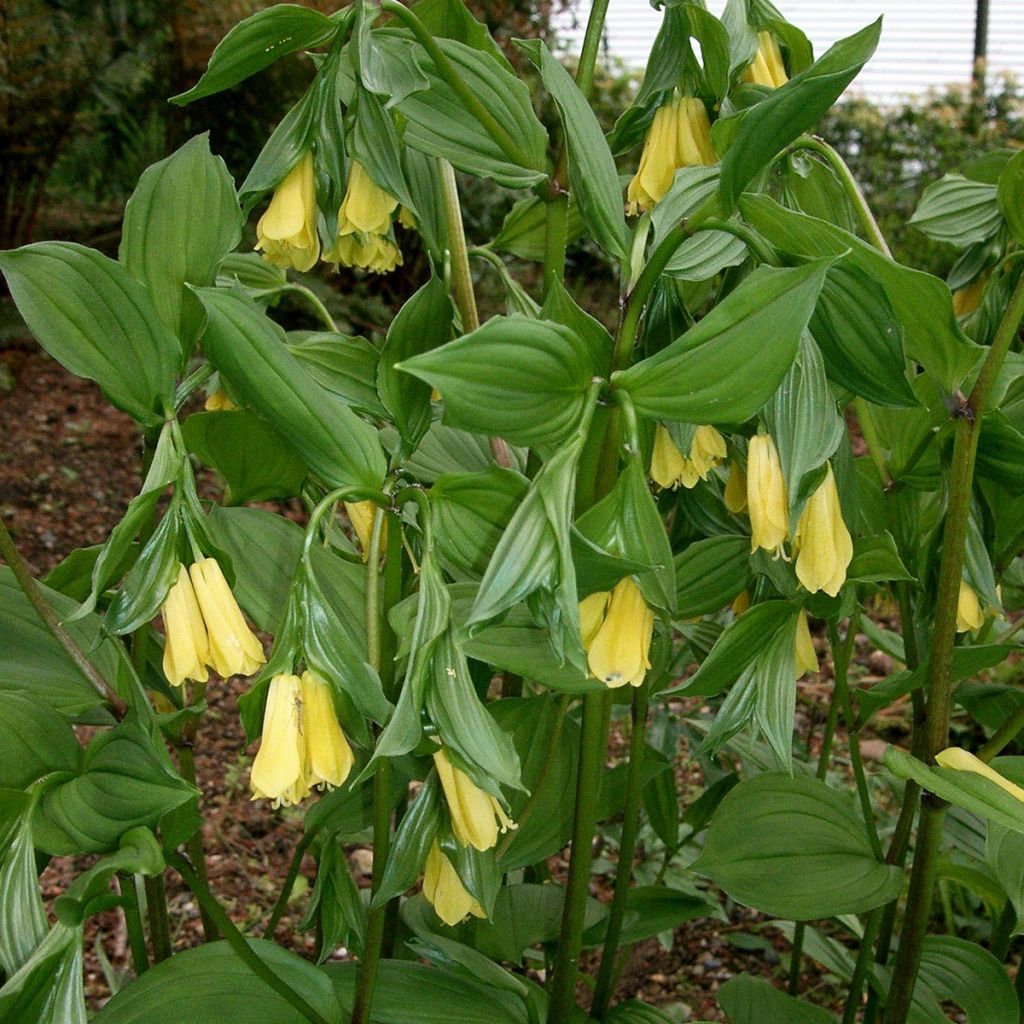 Disporum uniflorum - Cloche des fées de Corée