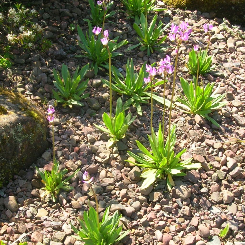 Dodecatheon jeffreyi Rotlicht, Gyroselle