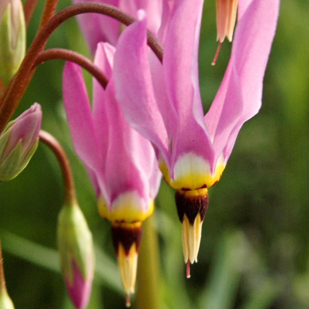 Dodecatheon meadia, Gyroselle